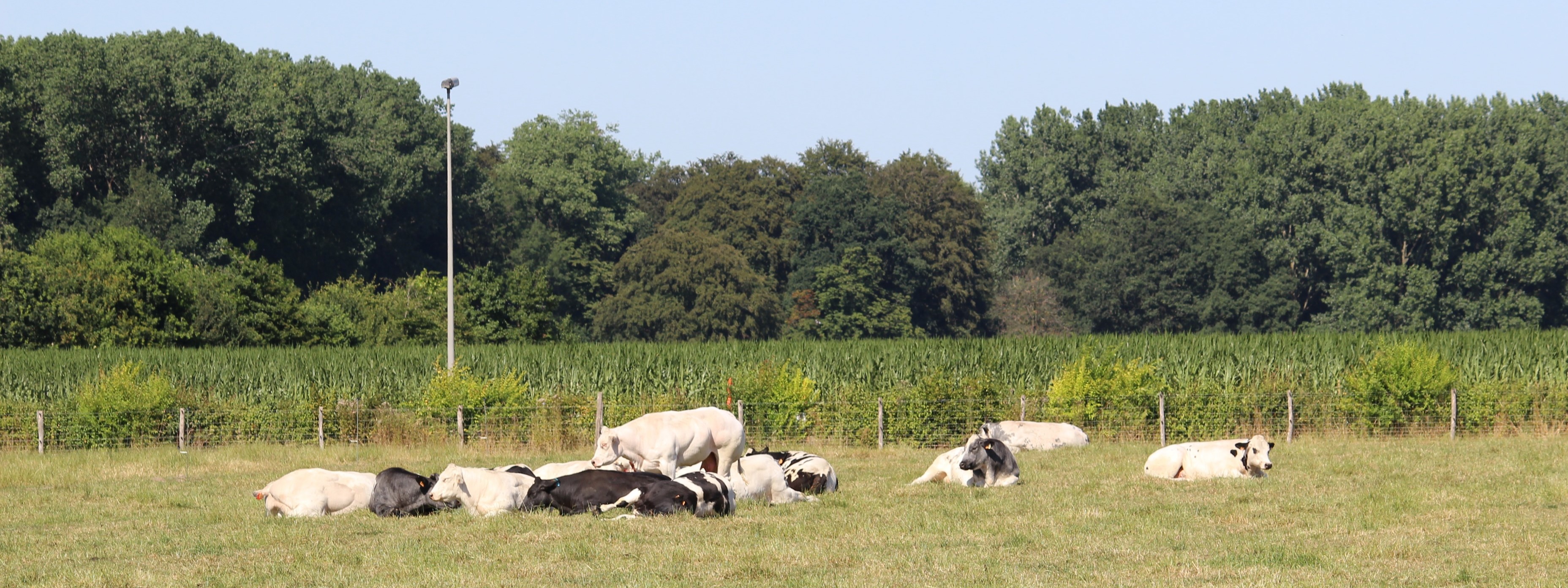 Rundvee op de weide