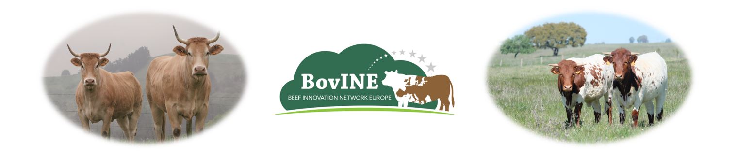 BovINE