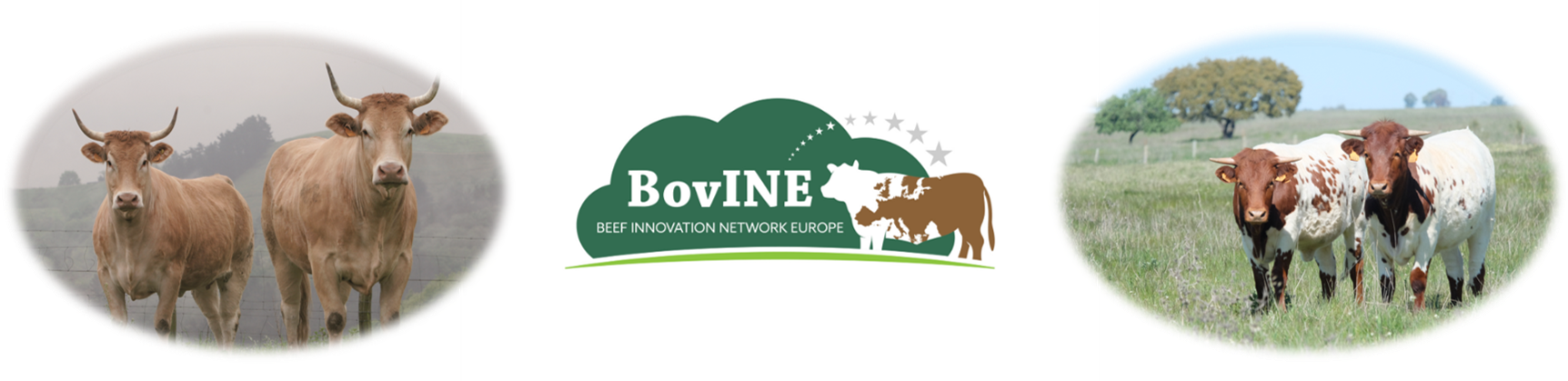 Banner BovINE