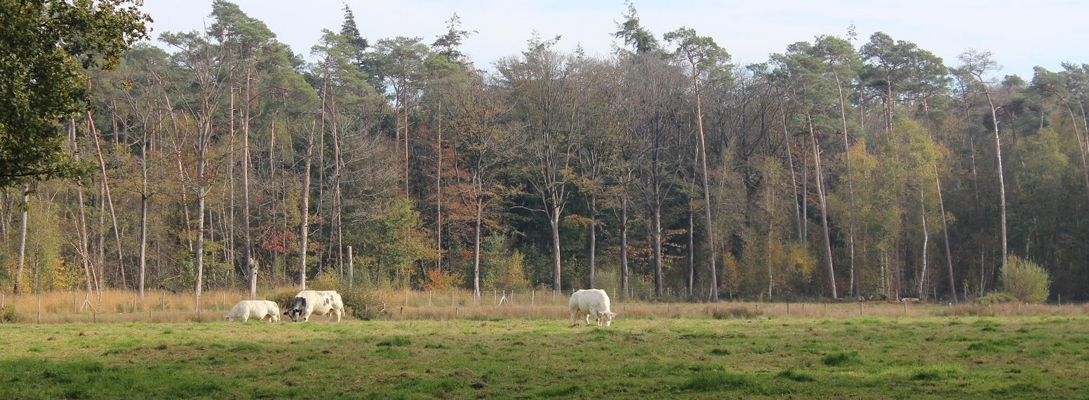 Belgisch Witblauw rundvee in natuurgebied