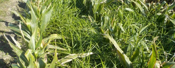 Knolcyperus in maïs