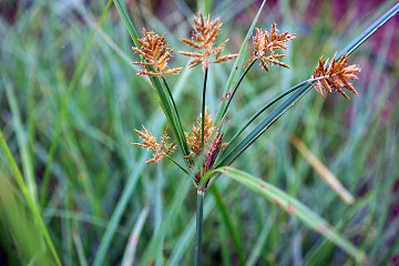 Bloeiwijze knolcyperus
