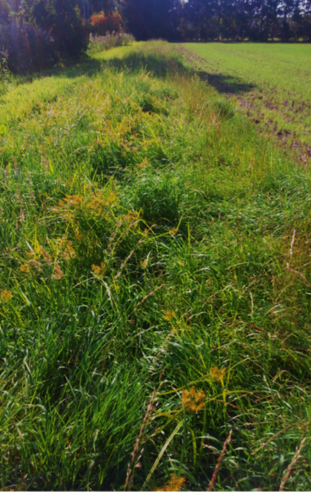 Knolcyperus in beschermingsstrook
