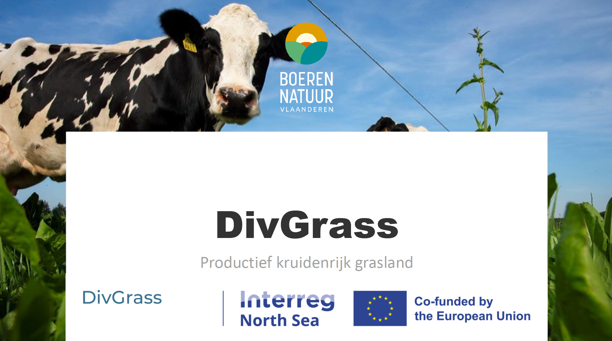 GrasKracht_DivGrass