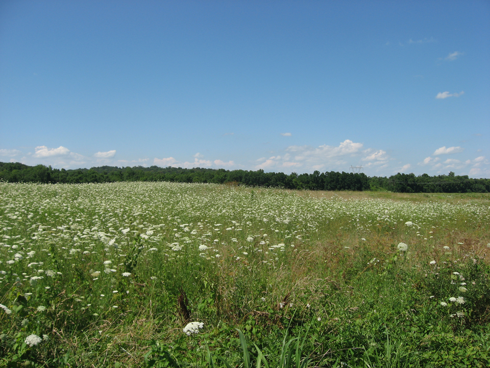 Kruidenrijk grasland