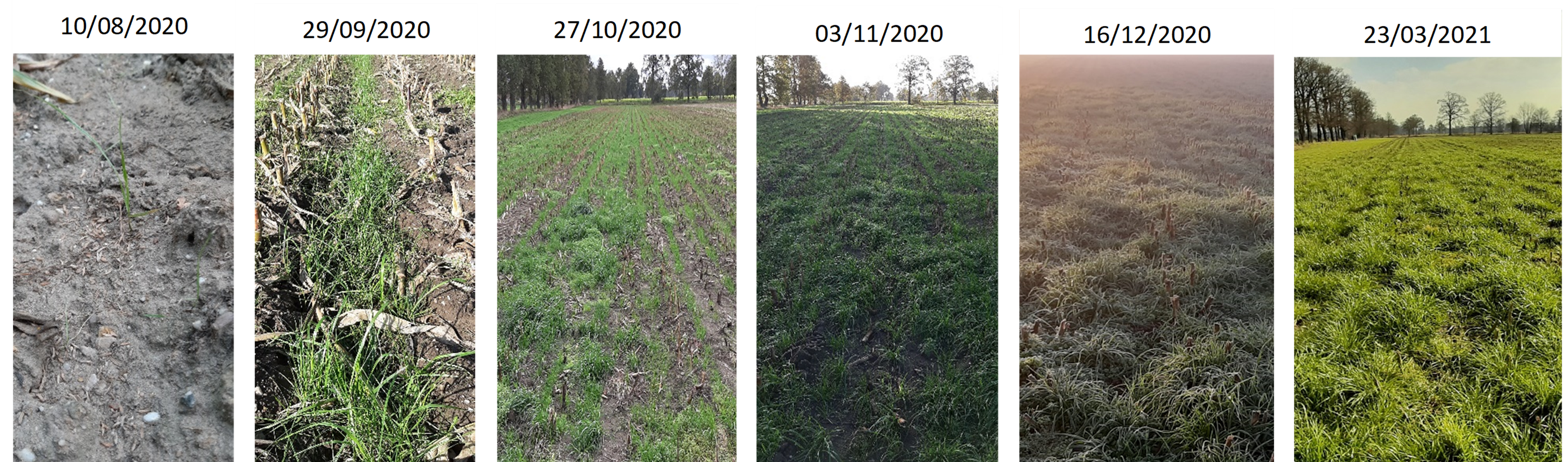 Evolutie grasgroei teeltjaar 2020