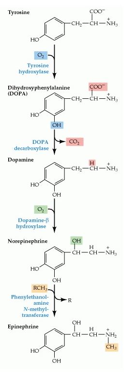 Synthese Pathway 1