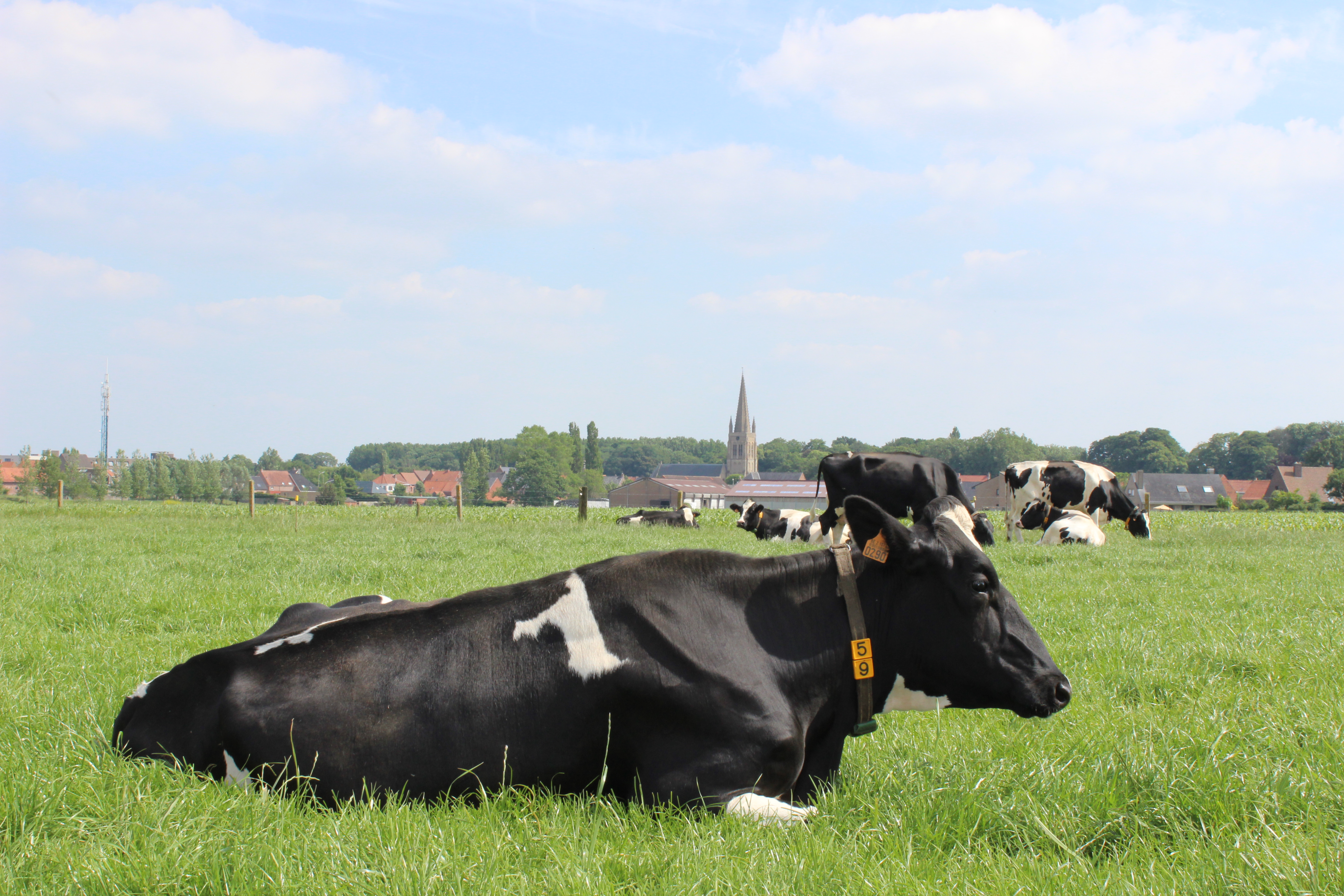 Koe in de weide