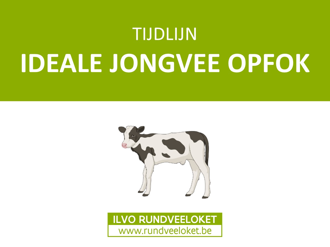 Tijdlijn ideale jongvee opfok