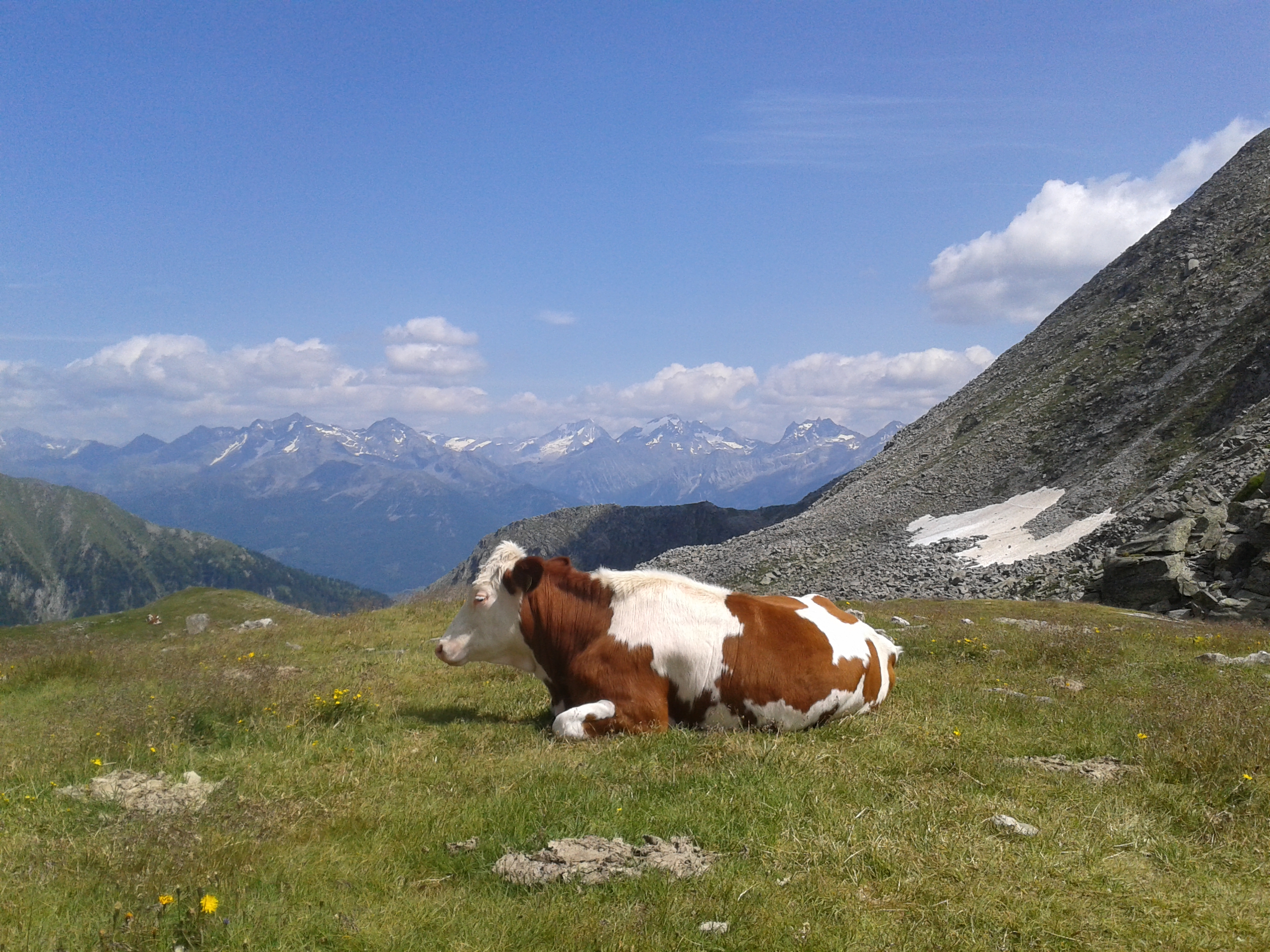 Koe in de bergen