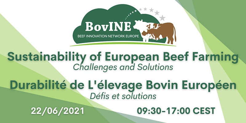 bovine_1