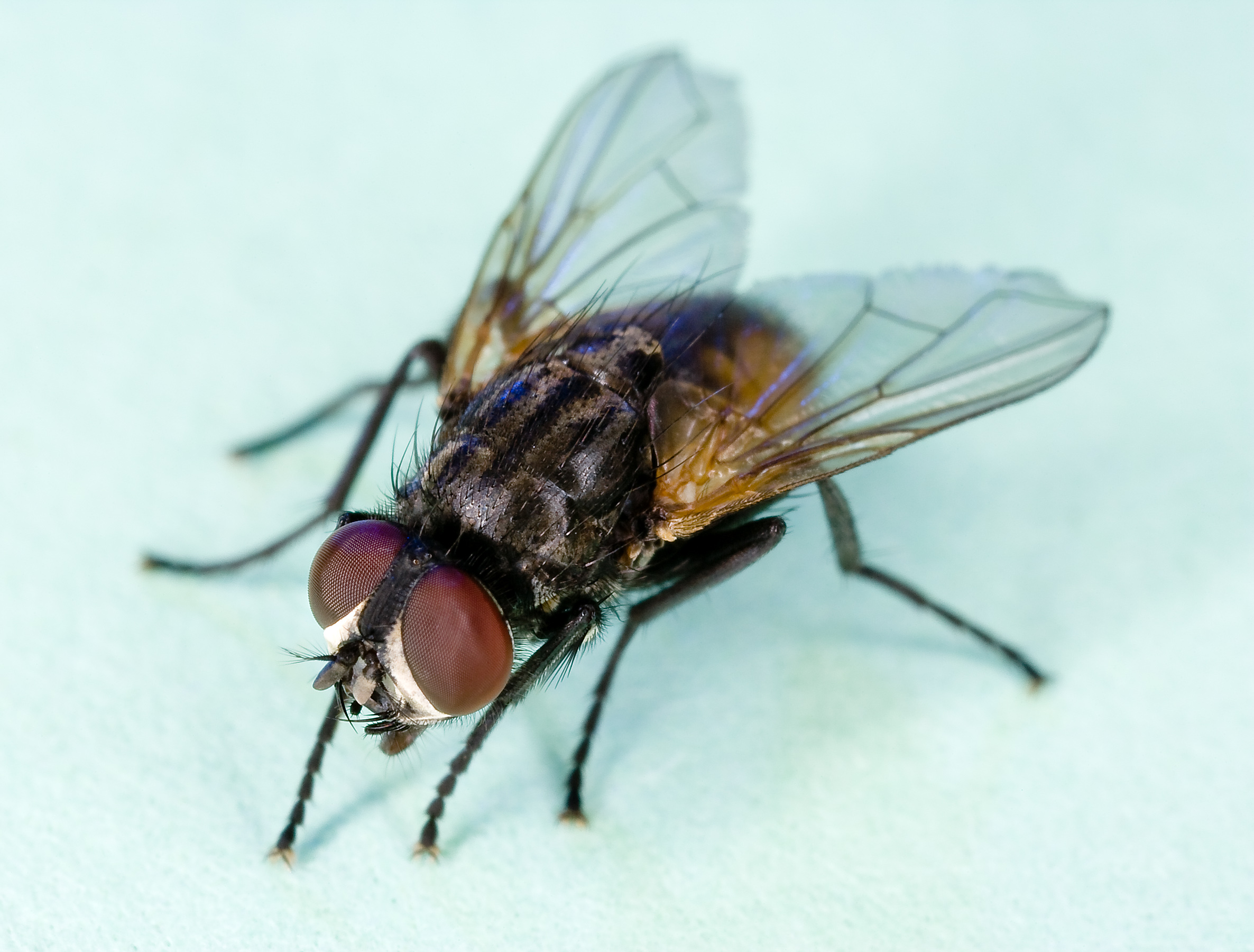 Musca Domestica